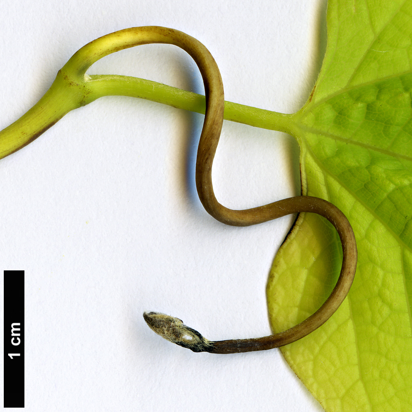 High resolution image: Family: Aristolochiaceae - Genus: Aristolochia - Taxon: manshuriensis
